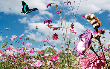 FÊTE DU PRINTEMPS SENIORS